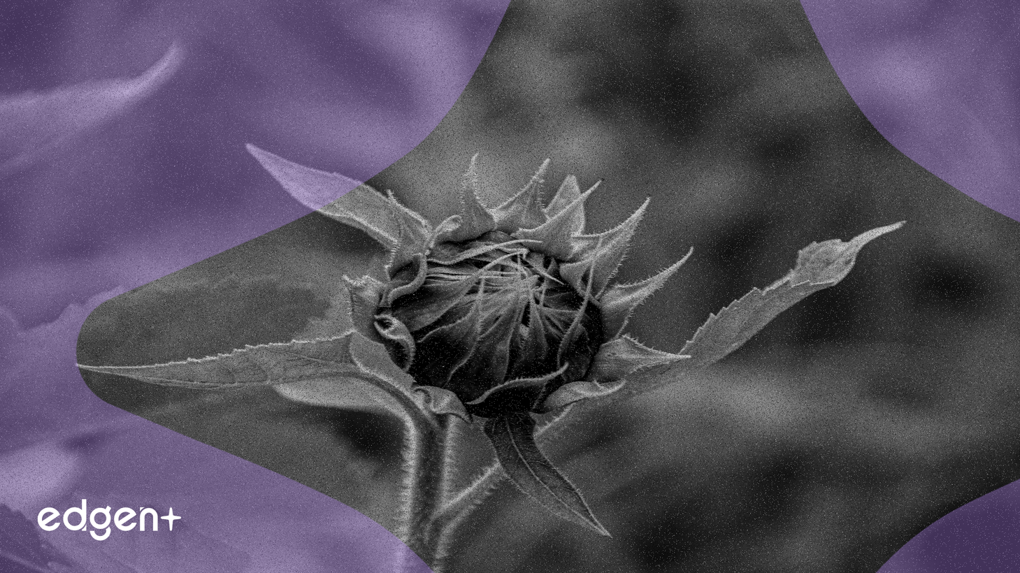 Solana 報告年度收入 28.5 億美元,生態系統多元化之際超越 Palantir 和 Robinhood