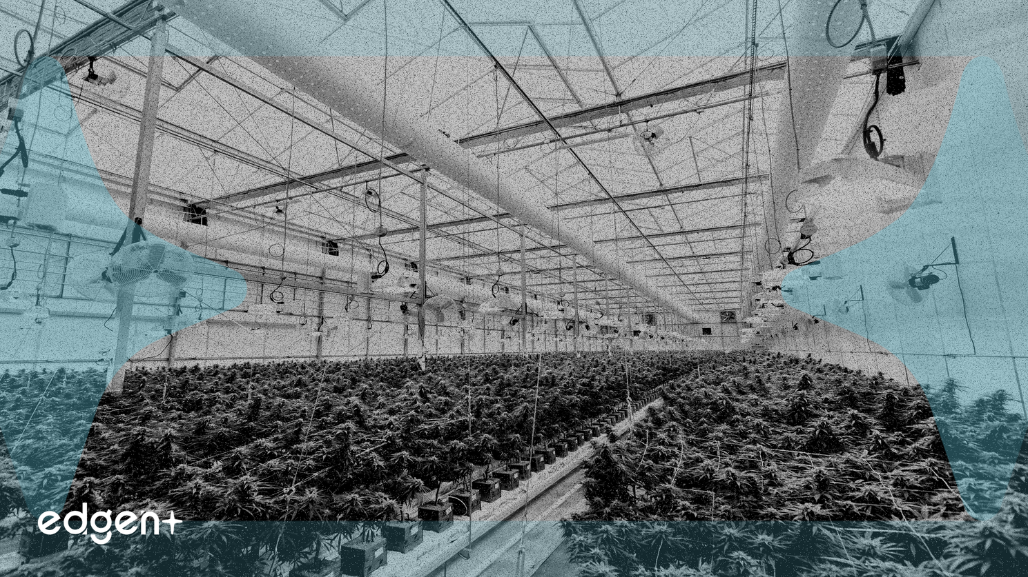 Global Cannabis Market Anticipates Substantial Growth Amidst Regulatory Divergence and Strategic Consolidation