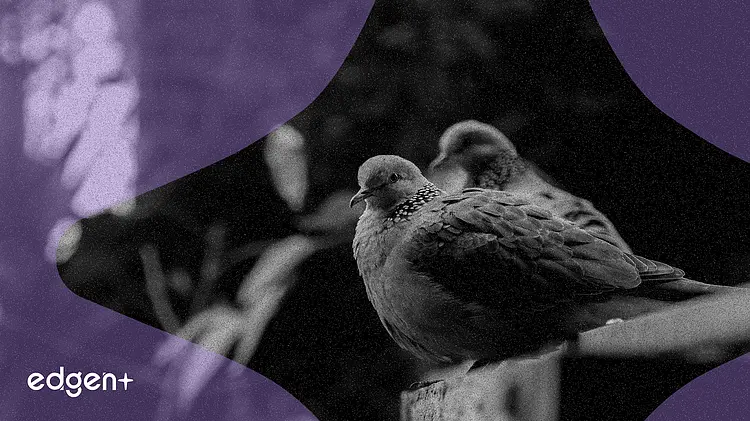 Avustralya'nın Monochrome Spot Bitcoin ETF Varlıkları 195 Milyon Avustralya Dolarını Aştı