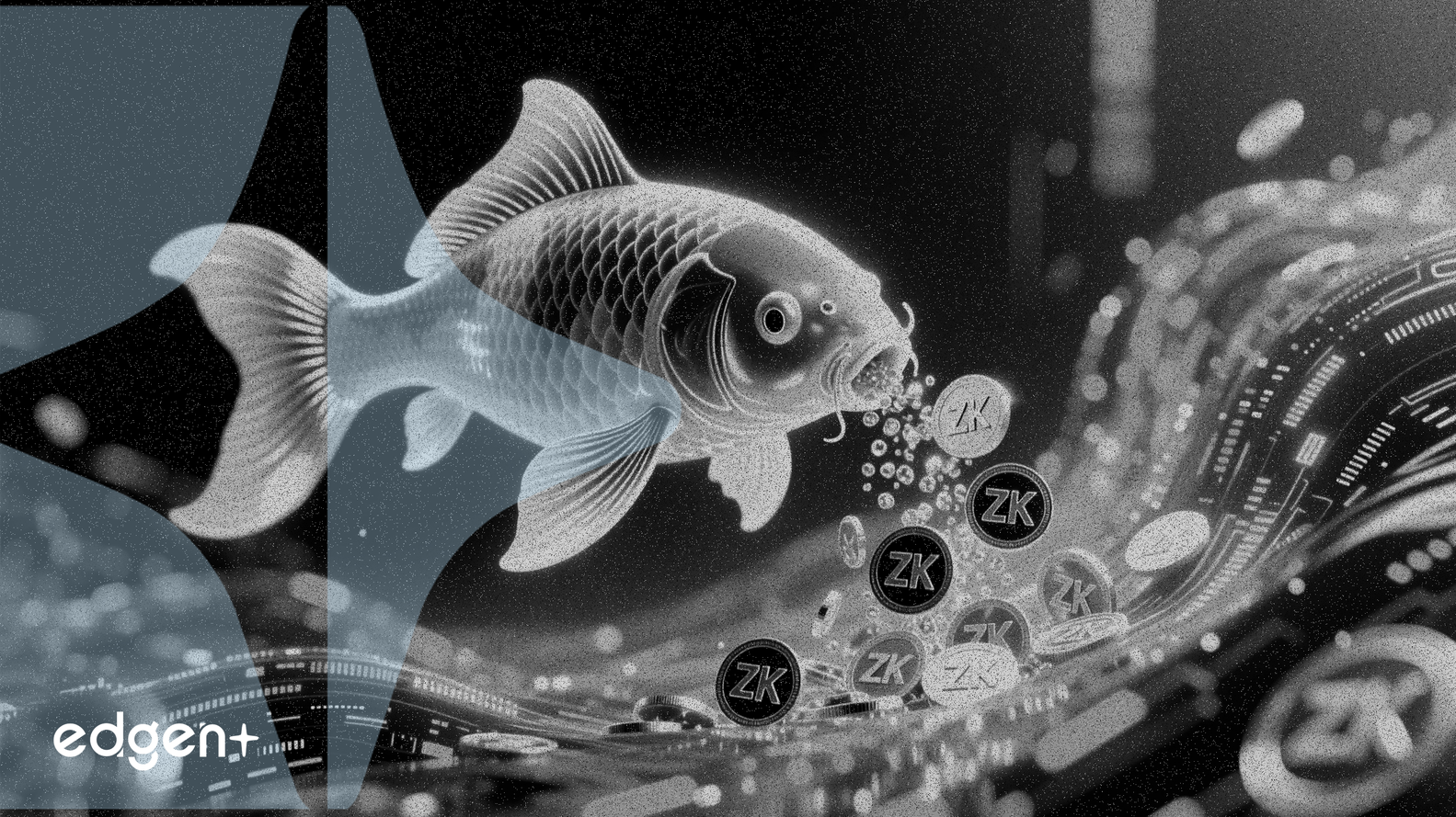 Koi Finance va distribuer 5,6 millions de jetons ZK à ses utilisateurs