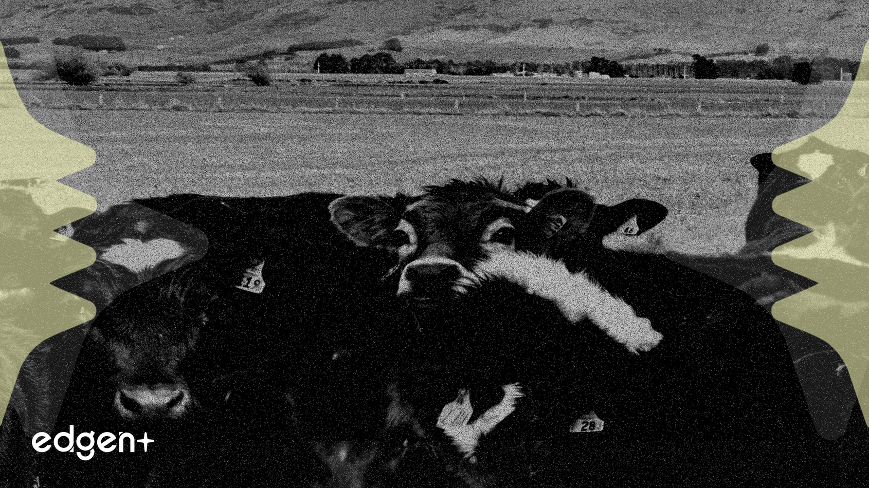 Tyson Restructures Beef Arm Amid Declining Cattle Supply