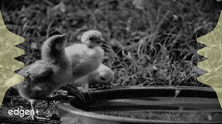 Petrobras, Çevresel Onayın Ardından Foz do Amazonas Sondajına Doğru İlerliyor