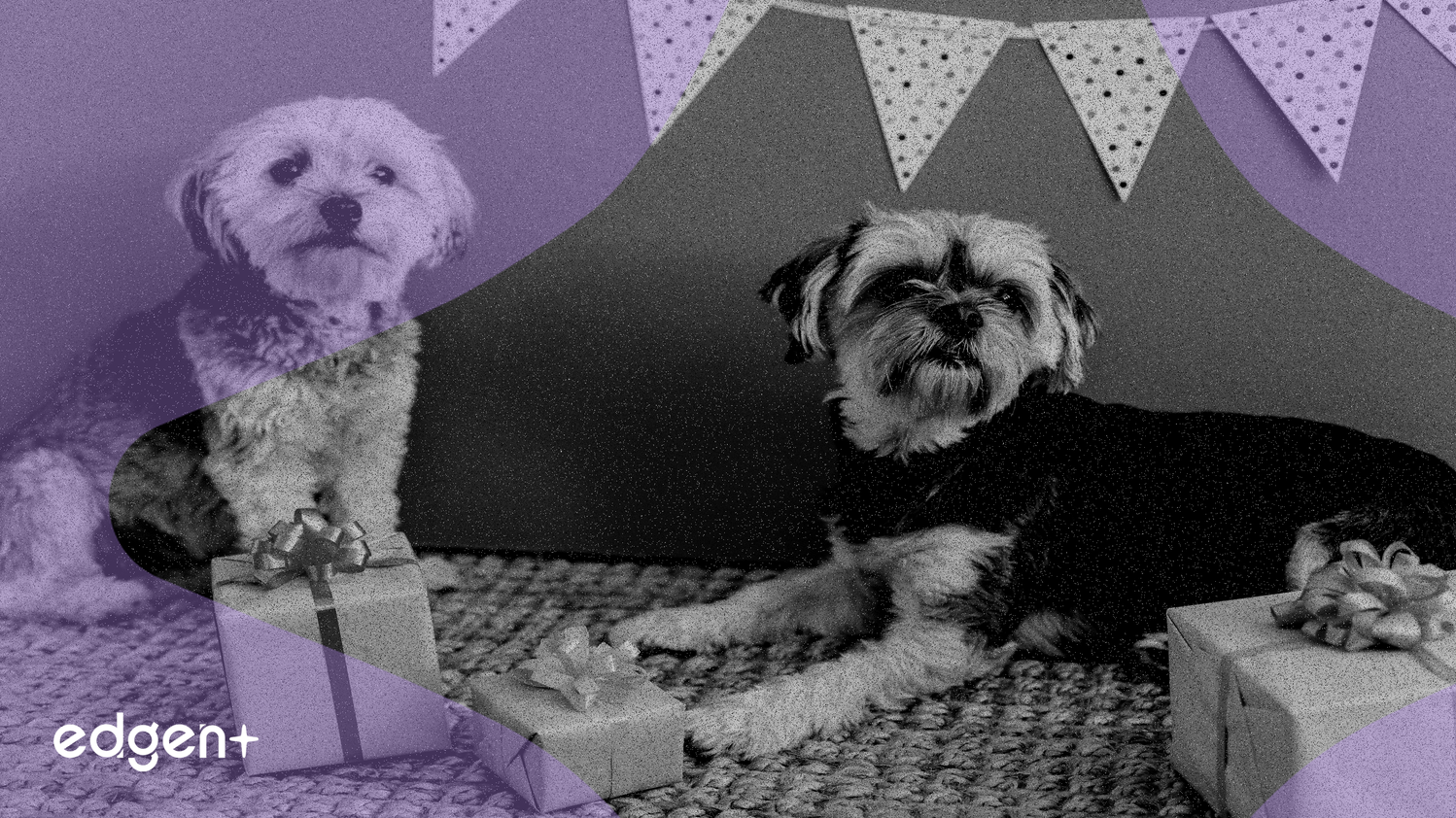 Kindred Labs ra mắt Airdrop token $KIN trị giá hàng triệu đô la cho hệ sinh thái AI đồng hành