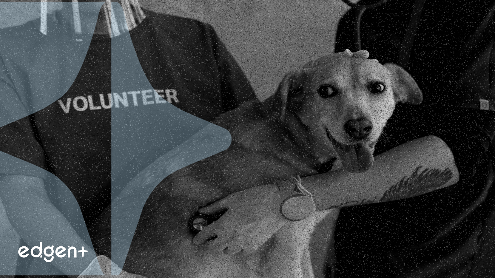 イーロン・マスク氏のフロキCEO就任がFLOKIのボラティリティを誘発、ミームコインの影響力は薄れる