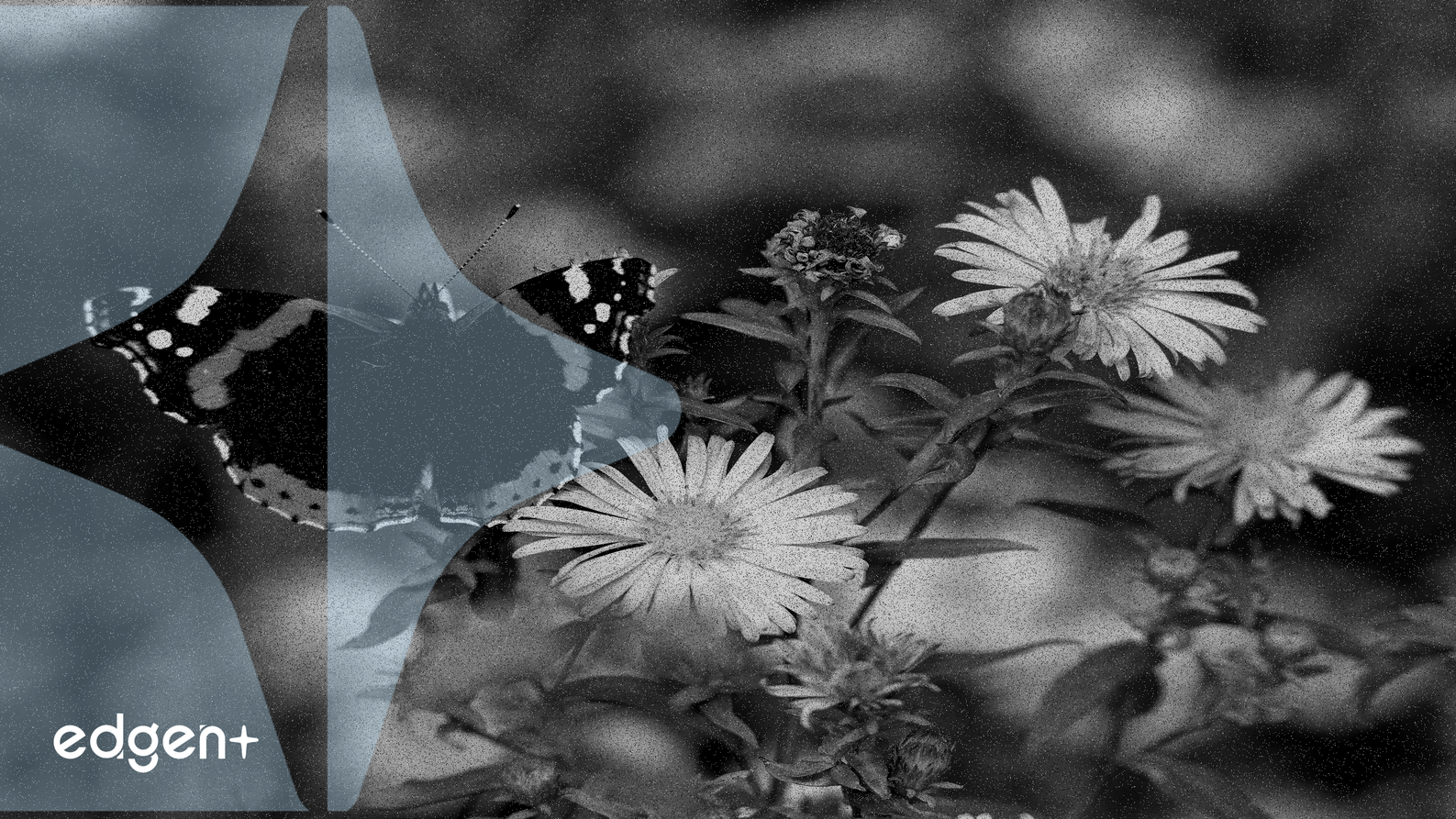 MrBeast否認購買ASTER代幣,此前鏈上分析平台稱其購買