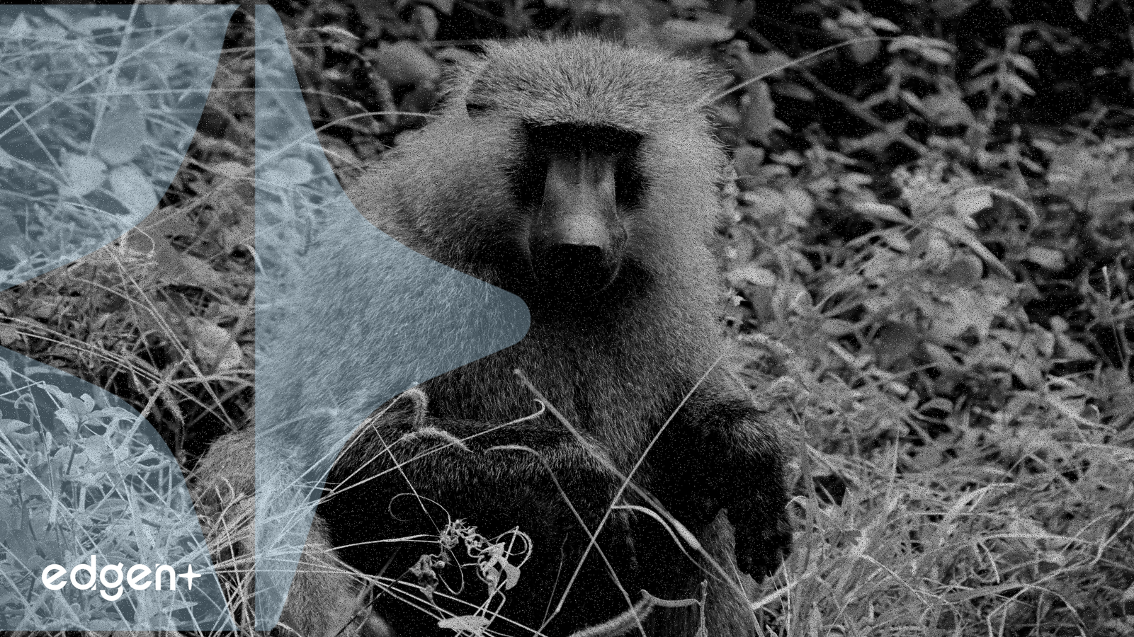 Uganda, Kenya'nın Gelişen Kripto Düzenlemeleriyle Birlikte CBDC Pilotunu Başlattı