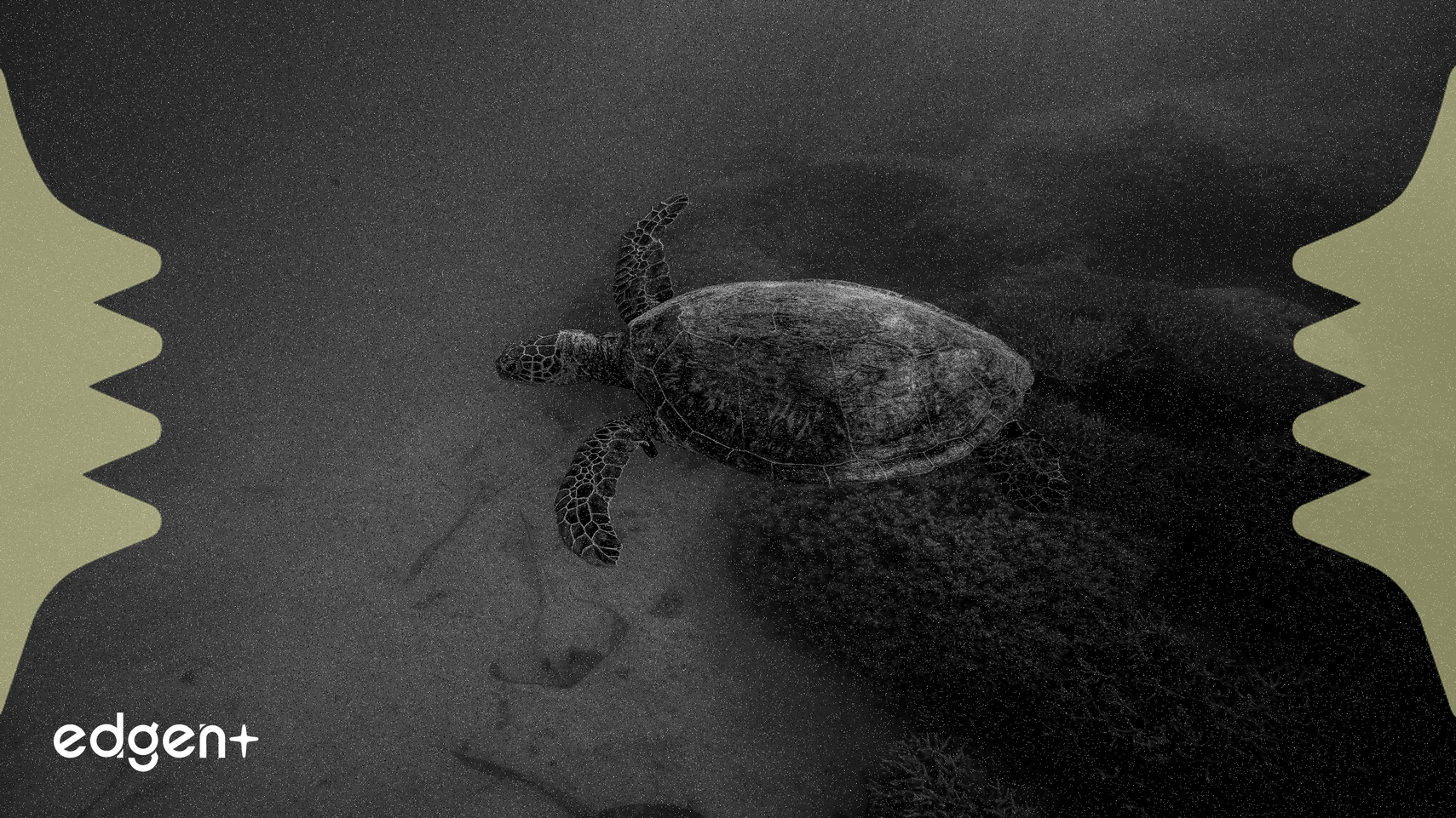 币安Alpha将启动Bluwhale (BLUAI) 和Turtle (TURTLE) 代币空投