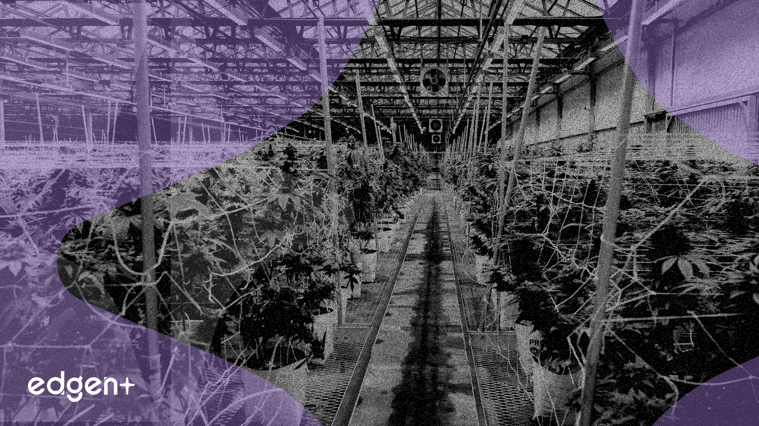 Organigram Targets CAD 300M Revenue in 2026 Despite CAD 24.76M 2025 Loss