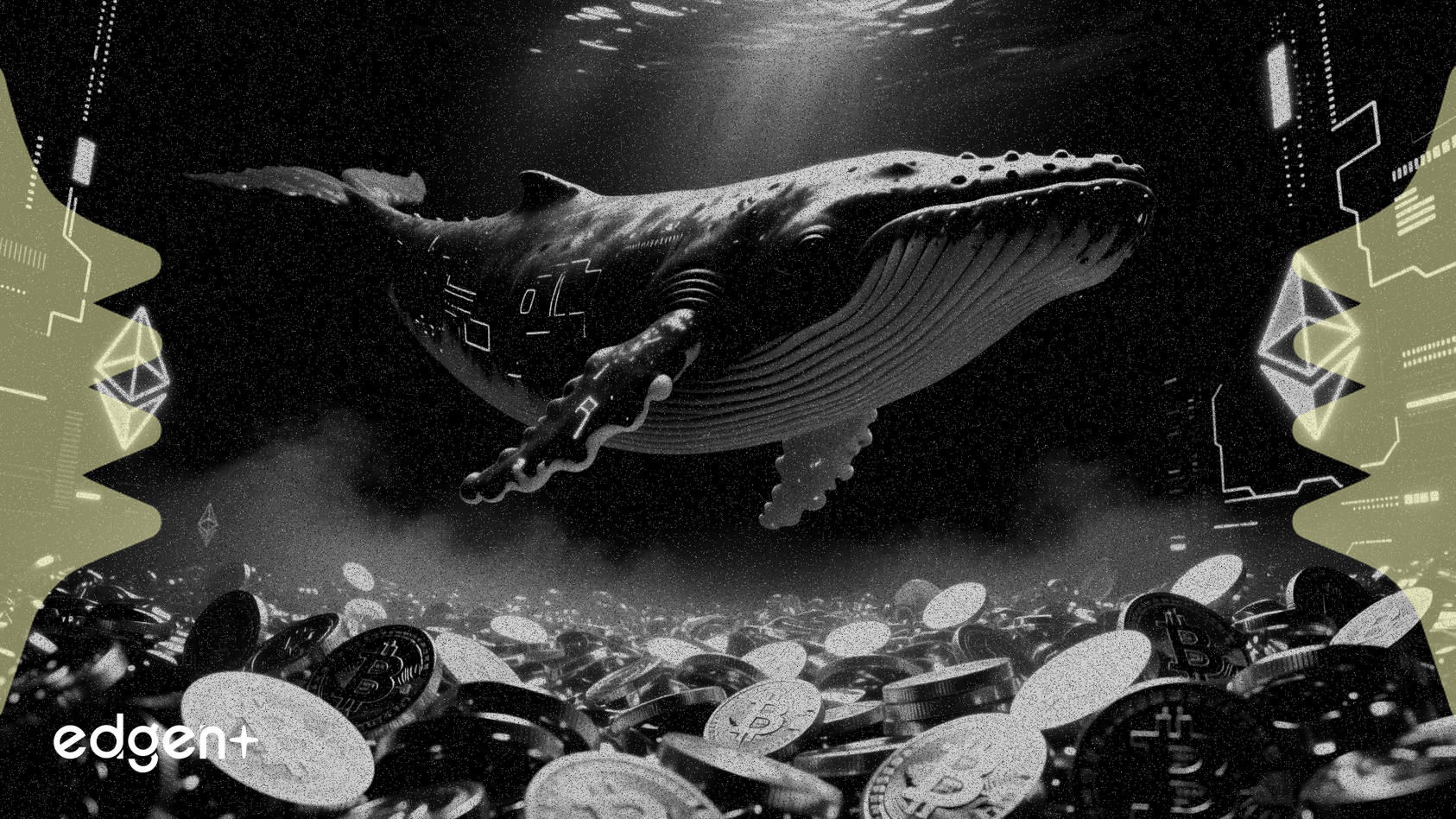 Cá voi tích lũy vị thế 51.451 ETH trị giá 161 triệu USD