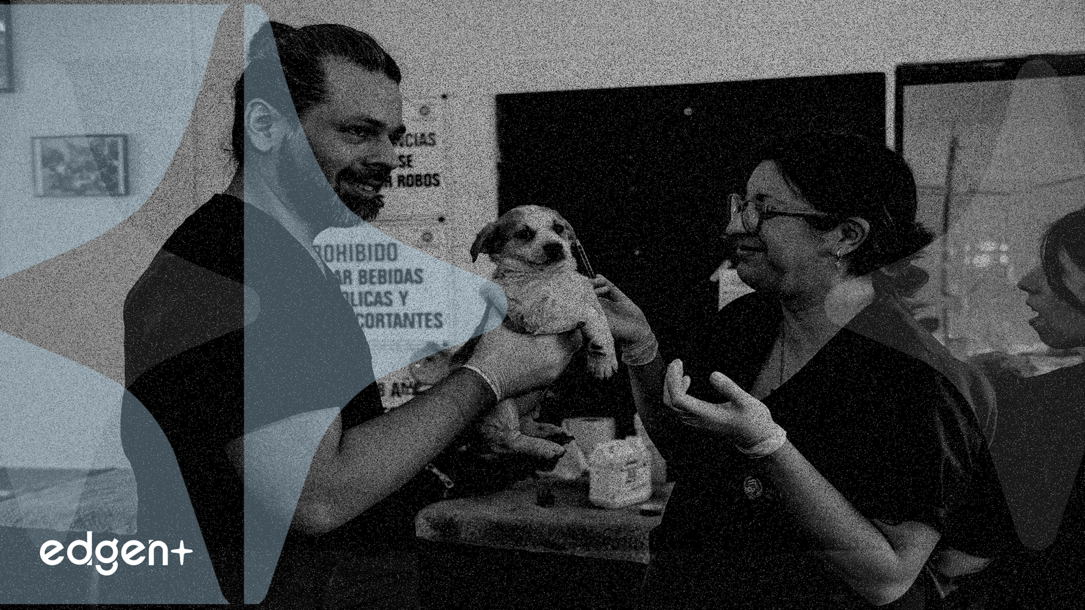 MetLife Vise 160 000 Adoptions Grâce à l'Accord avec Petstablished