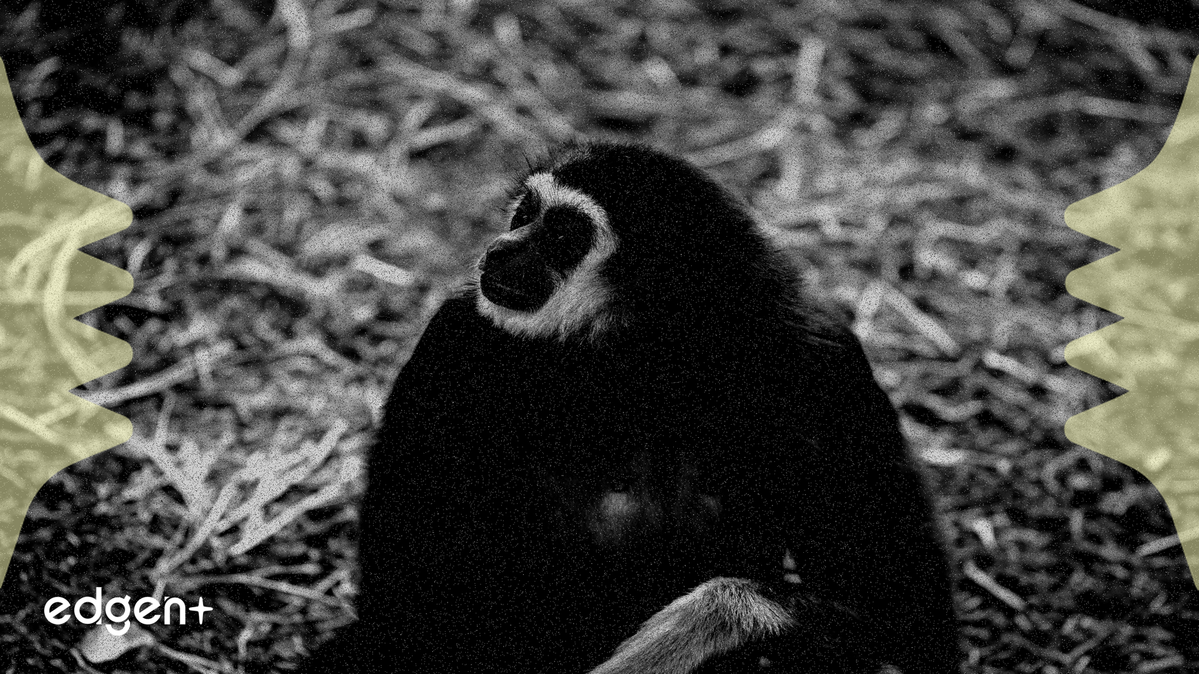 Federal Judge Rules Bored Ape NFTs Are Not Securities, Providing Regulatory Clarity