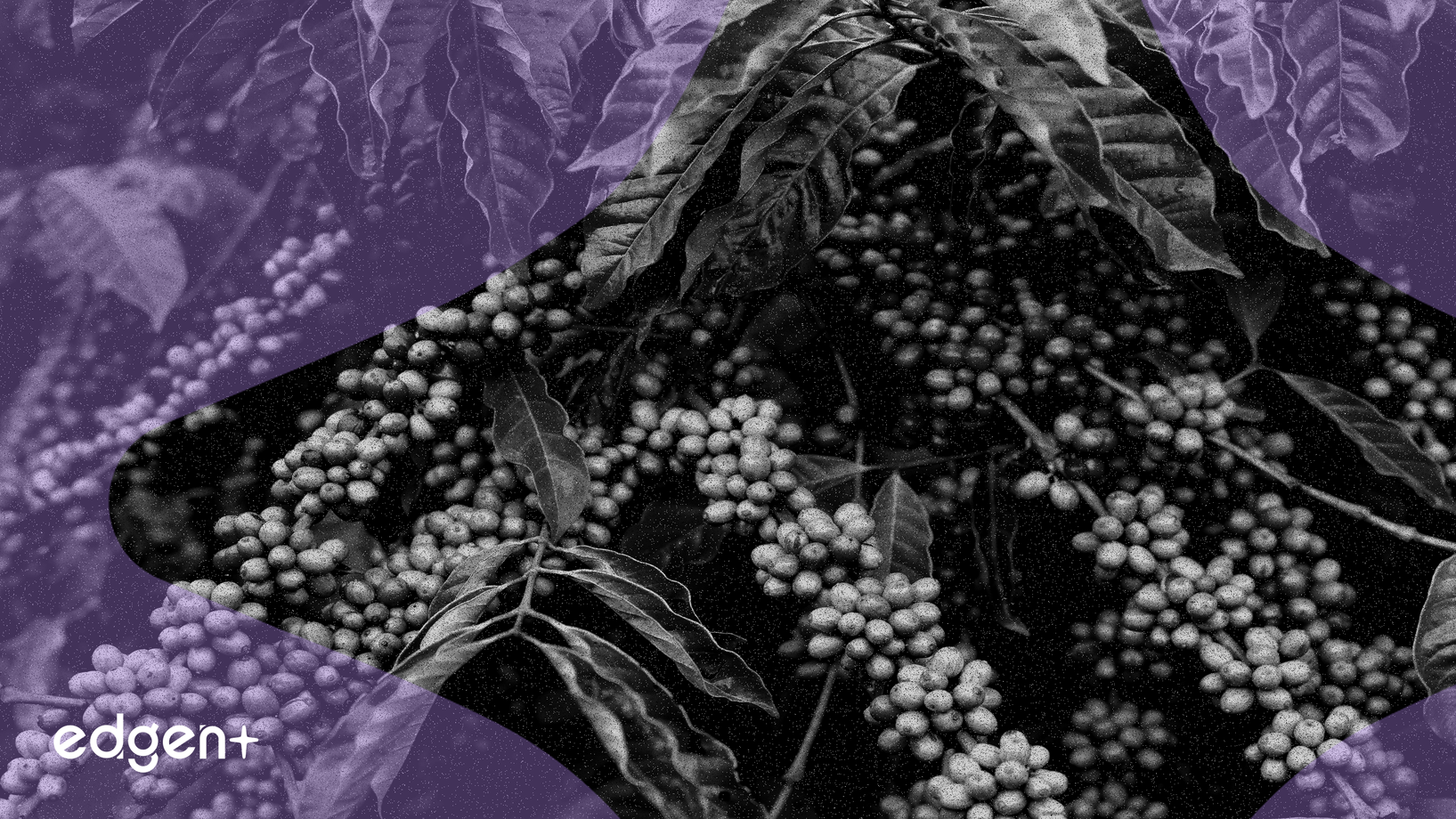 Giá ca cao giảm giữa triển vọng mùa màng Tây Phi cải thiện và nhu cầu suy yếu