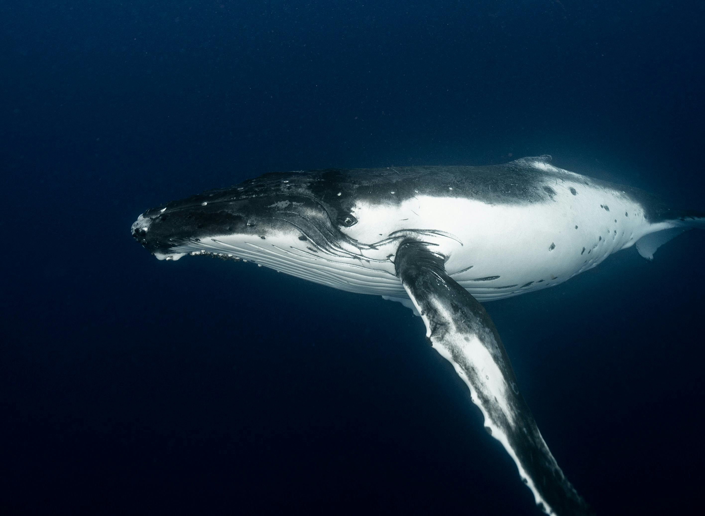 Le jeton PUMP subit une liquidation de 14,35 millions de dollars par une baleine sur OKX, suscitant l'inquiétude du marché
