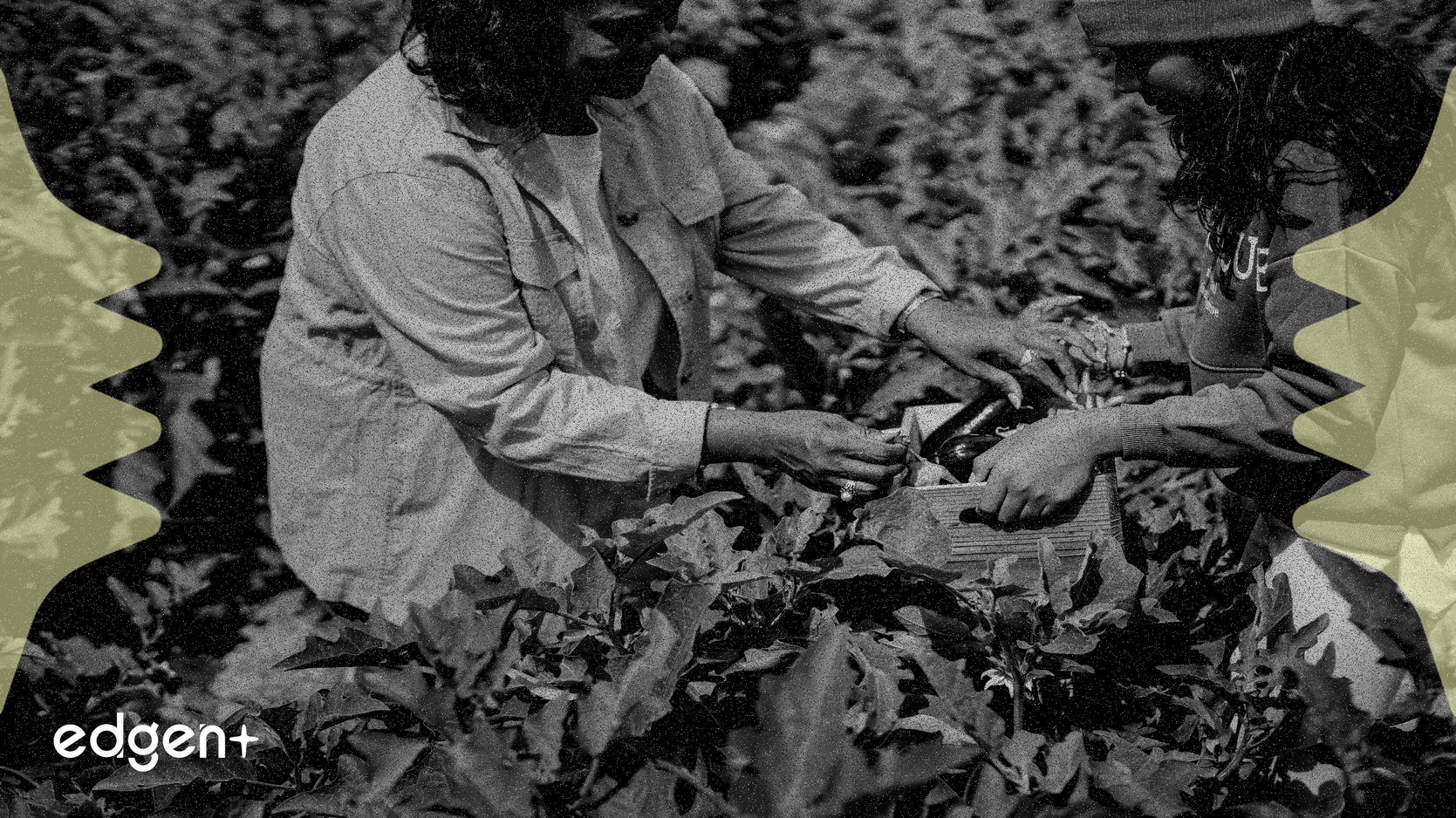 Jack in the Box Del Taco'dan El Çektiğini Duyurdu, Hisse Senetleri Düştü