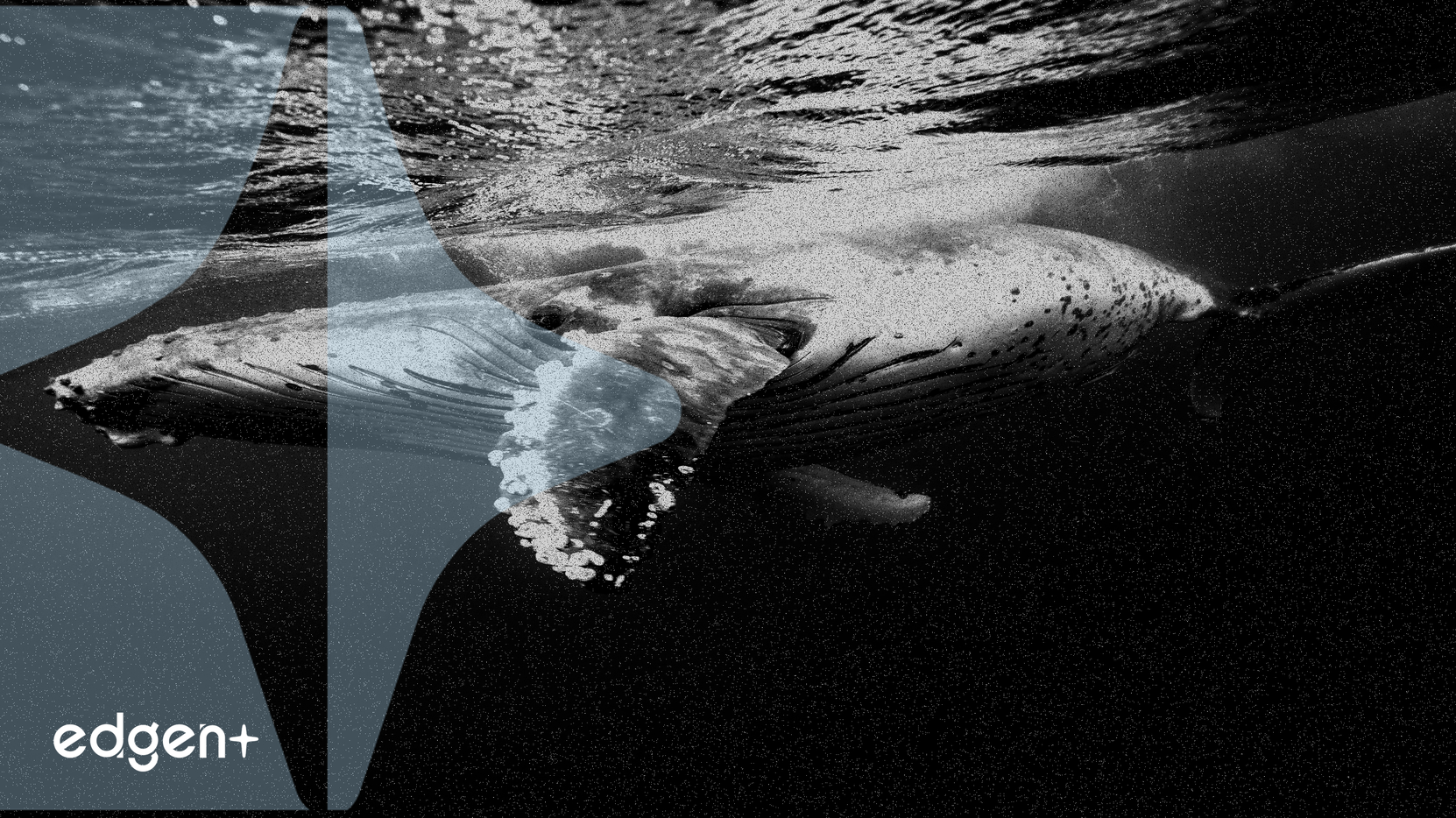 Büyük Yatırımcı Hyperliquid'de 39.3 Milyon Dolara 323.5 Bitcoin Satın Aldı, Uzun Vadeli Tutma Sinyali Veriyor