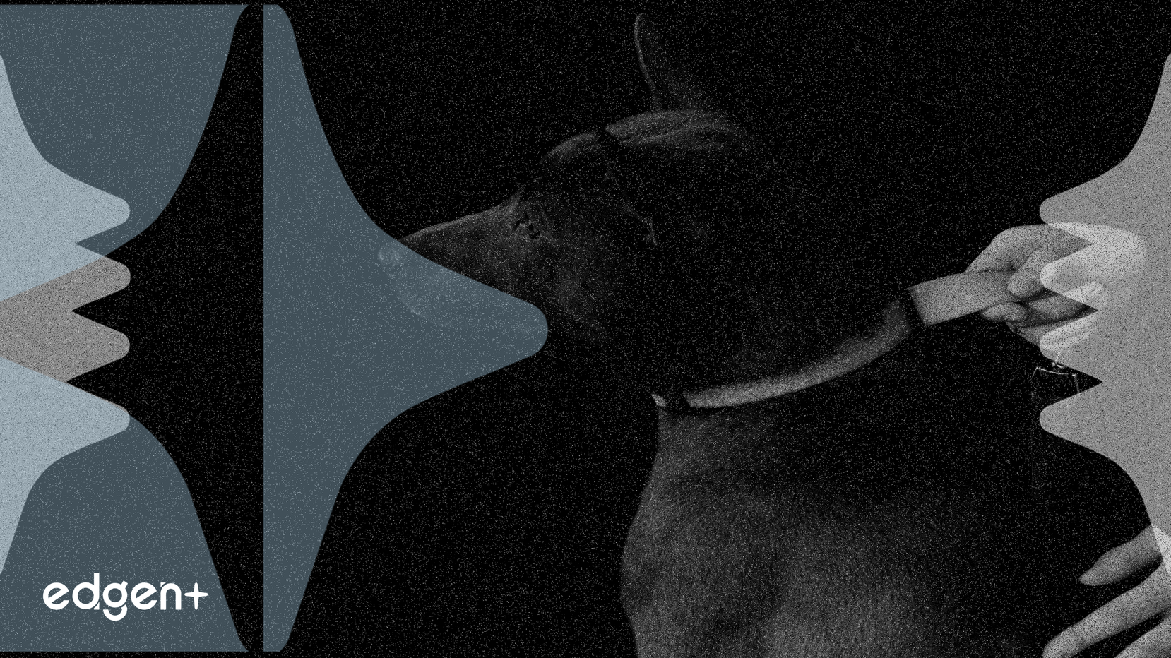 Traini obtiene $7.5 millones para su traductor de emociones de mascotas impulsado por IA