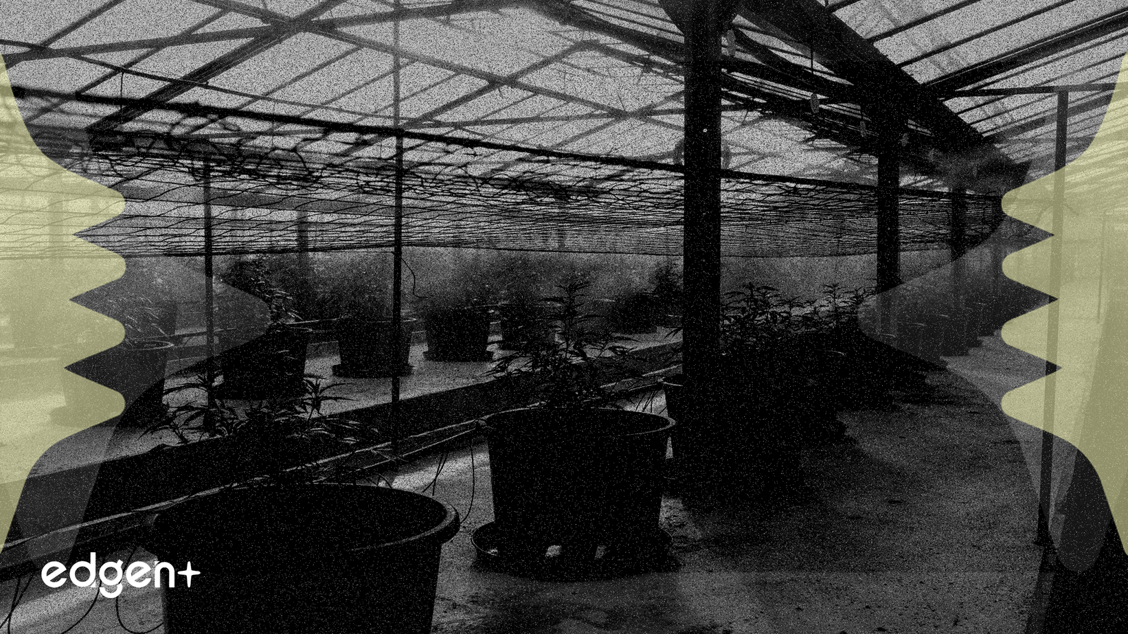 Organigram Extends Investment in Cannabis Bioscience Firm Phylos