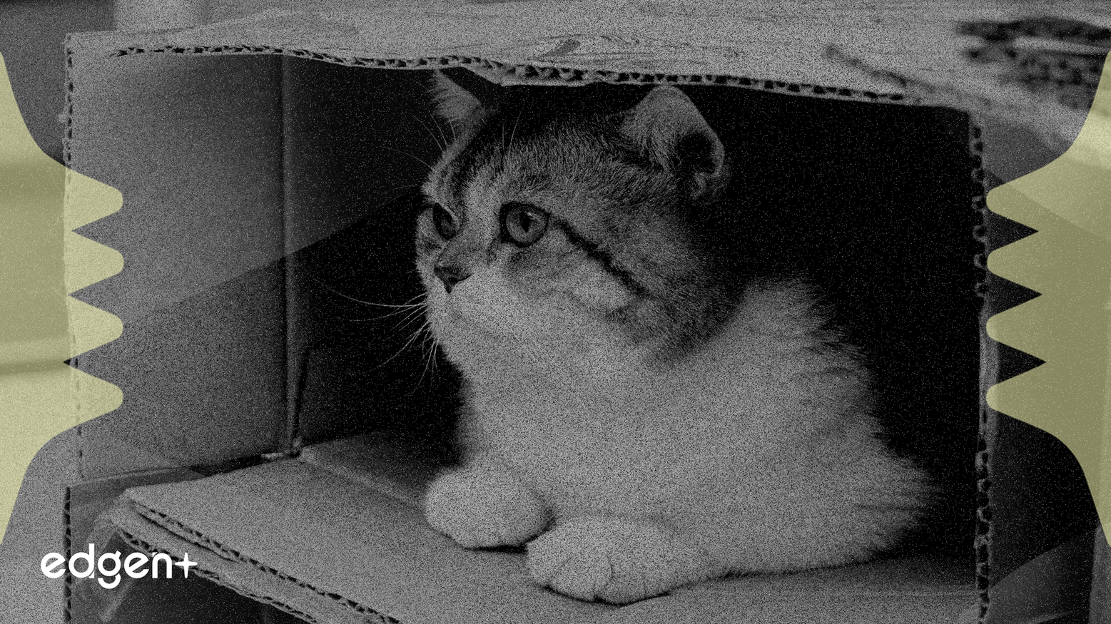 Chewy Stock Slides On Cautious Revenue Outlook