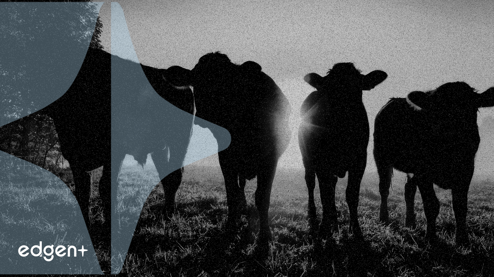 Hợp đồng tương lai gia súc tăng giá trong bối cảnh Bộ Tư pháp điều tra ngành đóng gói thịt