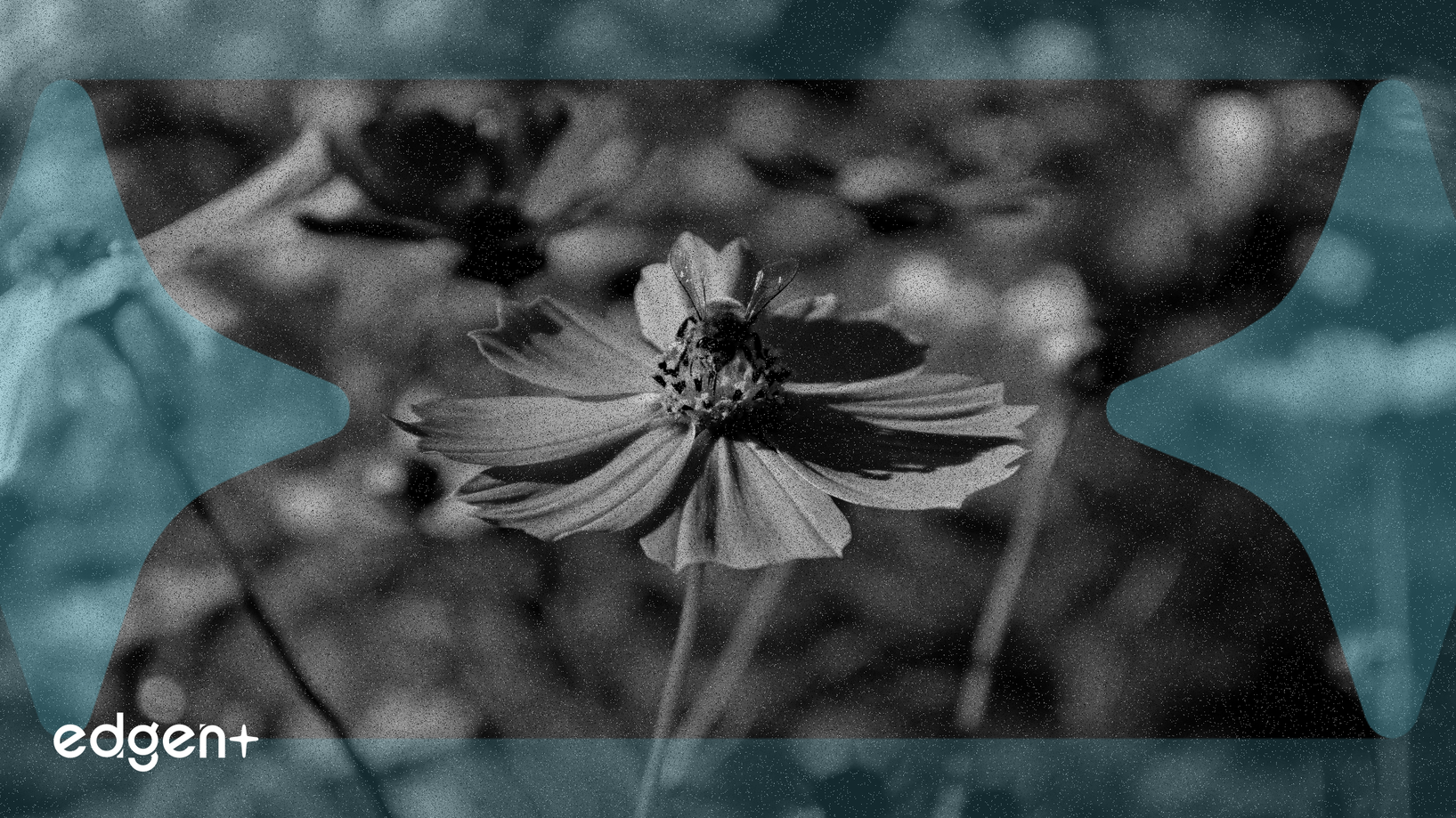 Akash Network棄用Cosmos鏈,著眼Solana作為未來基礎設施