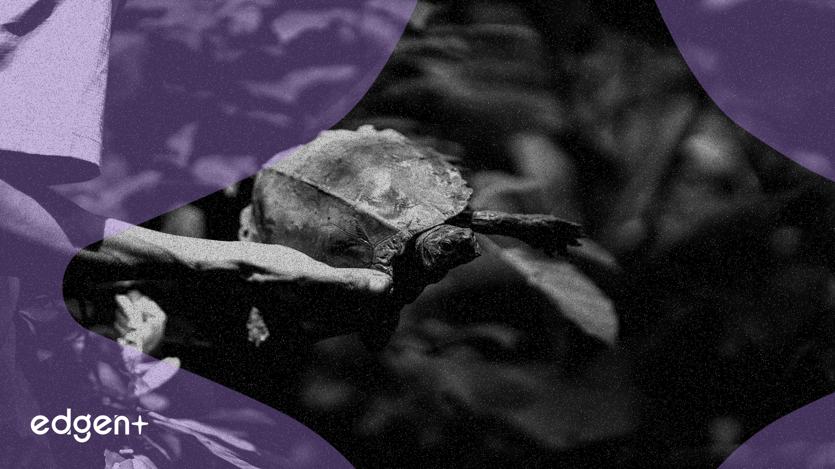 터틀 프로토콜, 10억 TURTLE 공급량 및 13.9% 에어드롭을 포함한 토크노믹스 공개