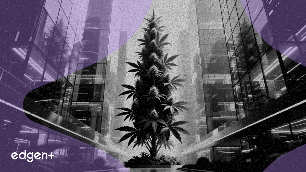 Glass House y Vireo forman una empresa conjunta al 50 % para crear un gigante del cannabis en California