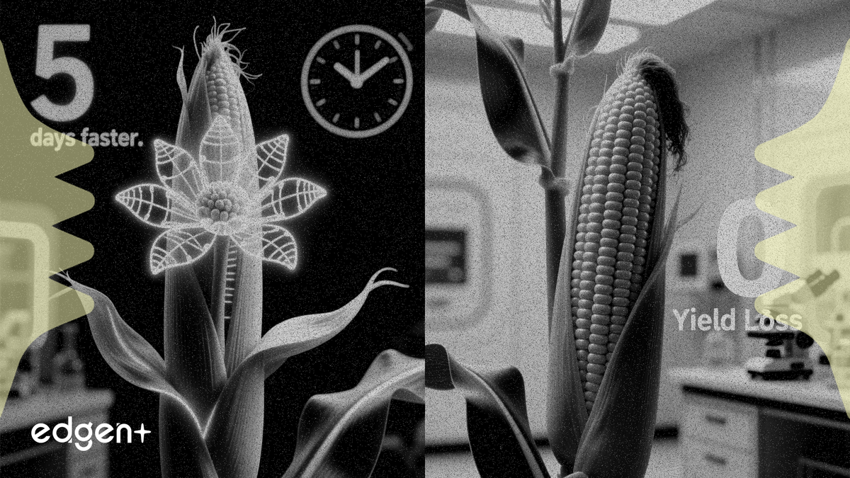Origin Agritech基因編輯玉米提前五天開花且產量不減