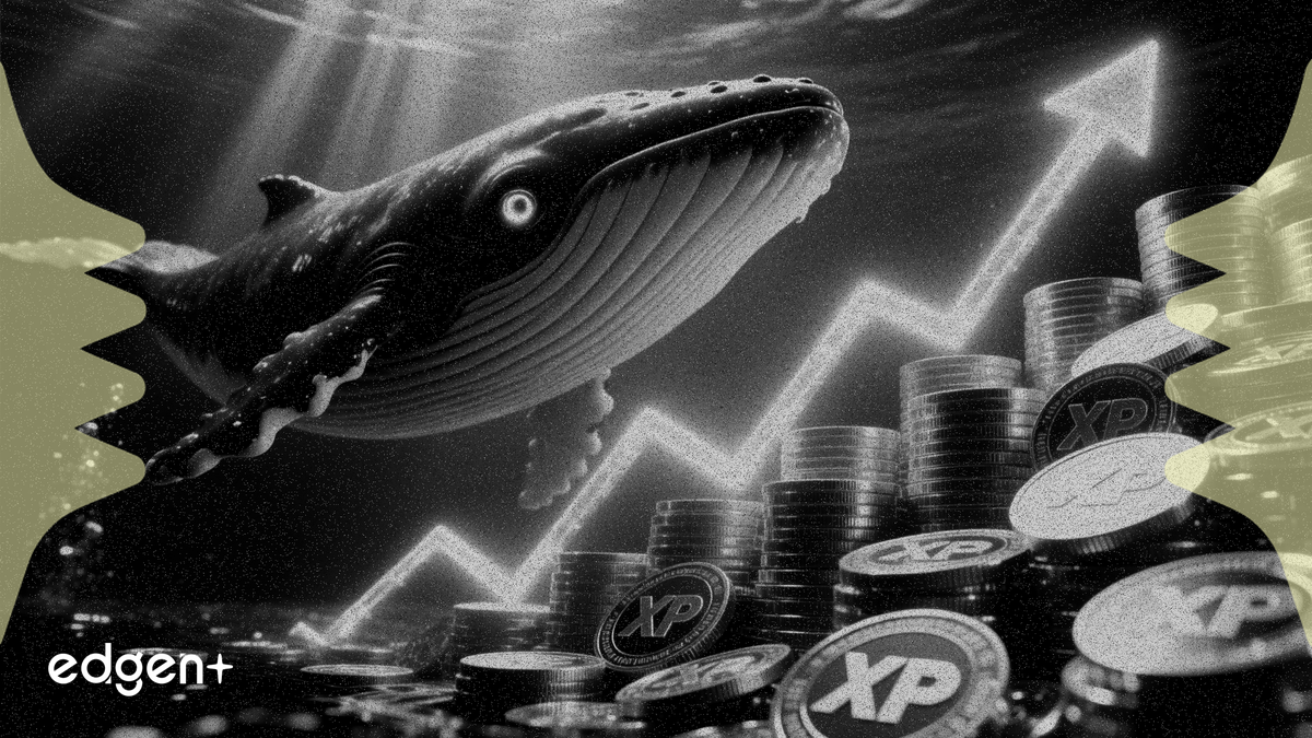 鯨魚錢包 4 月 XRP 淨多頭部位超過 191 萬美元