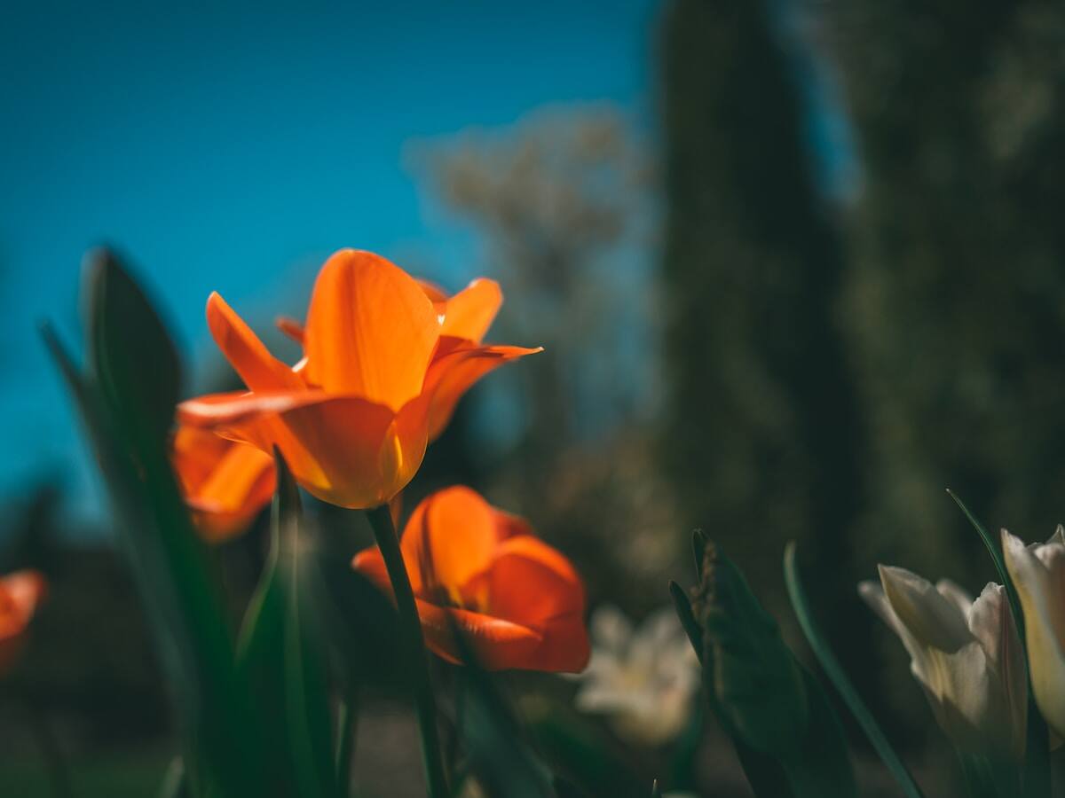 Tổng quan ngành bán dẫn: Bên trong chuỗi 18 ngày tăng điểm làm thay đổi cục diện AI